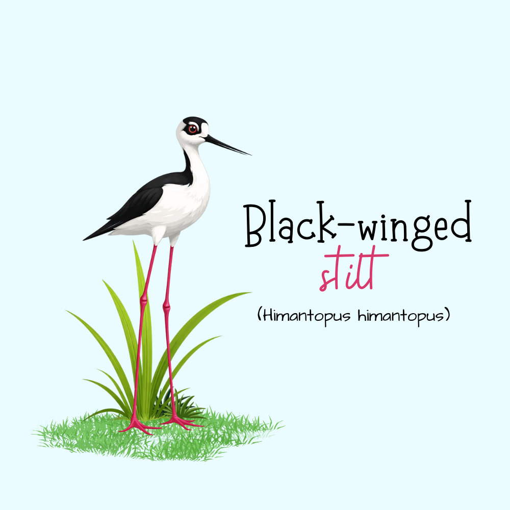 black winged stilt magnet, bird fridge magnet