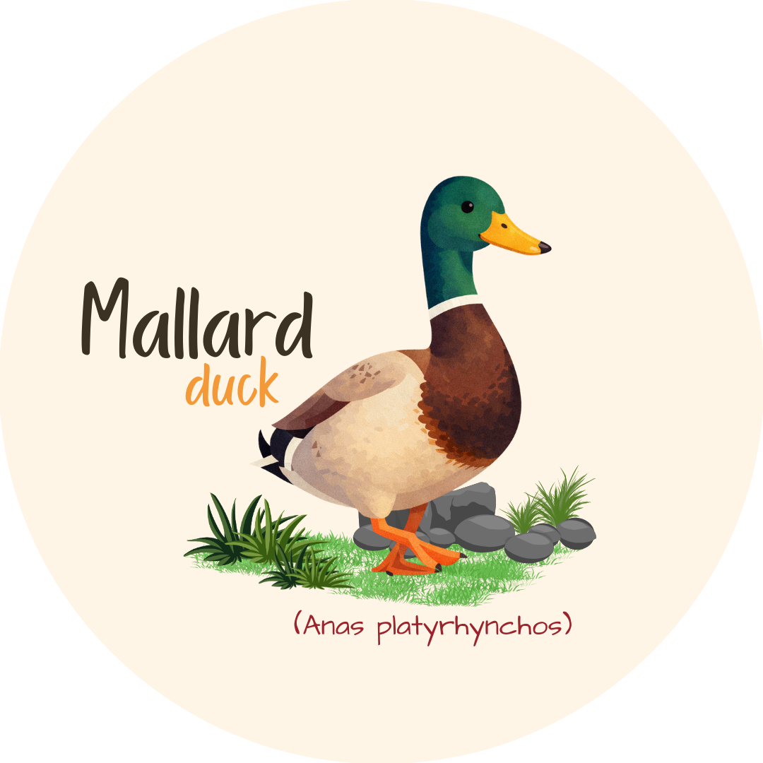Mallard Duck Wildlife Badge bird pin 2