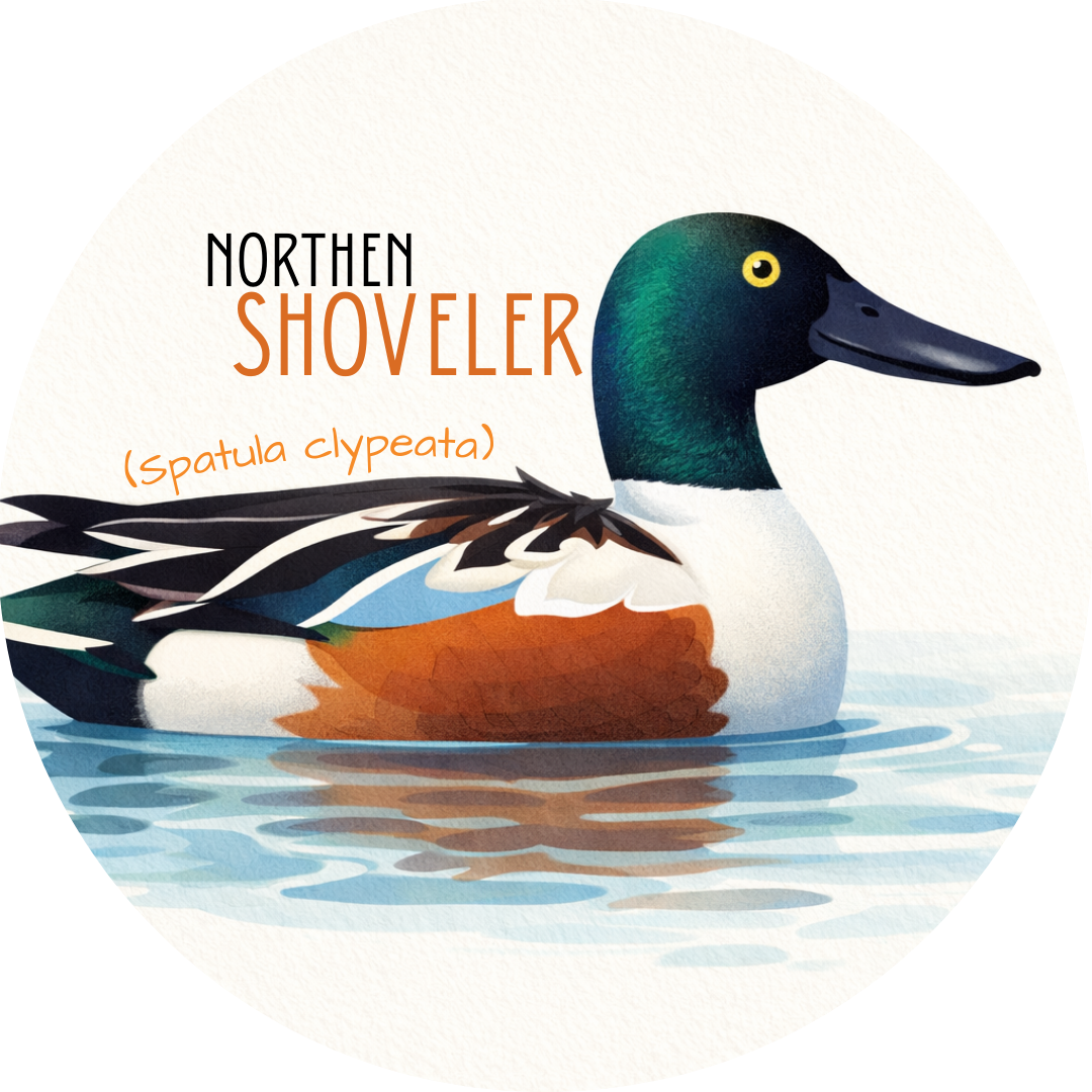 Northern Shoveler Wildlife Badge duck pin 2