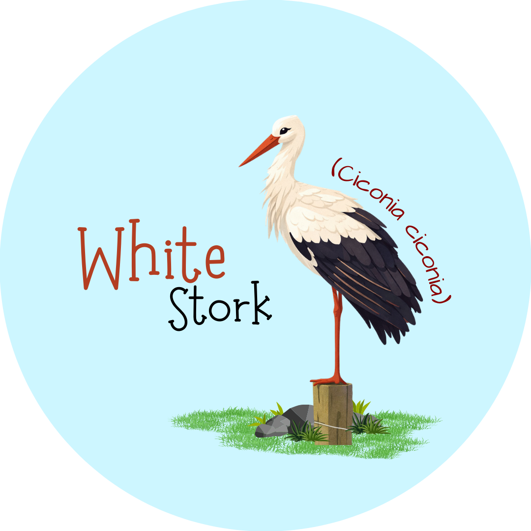 White Stork Pin Badge with Ciconia ciconia illustration 2