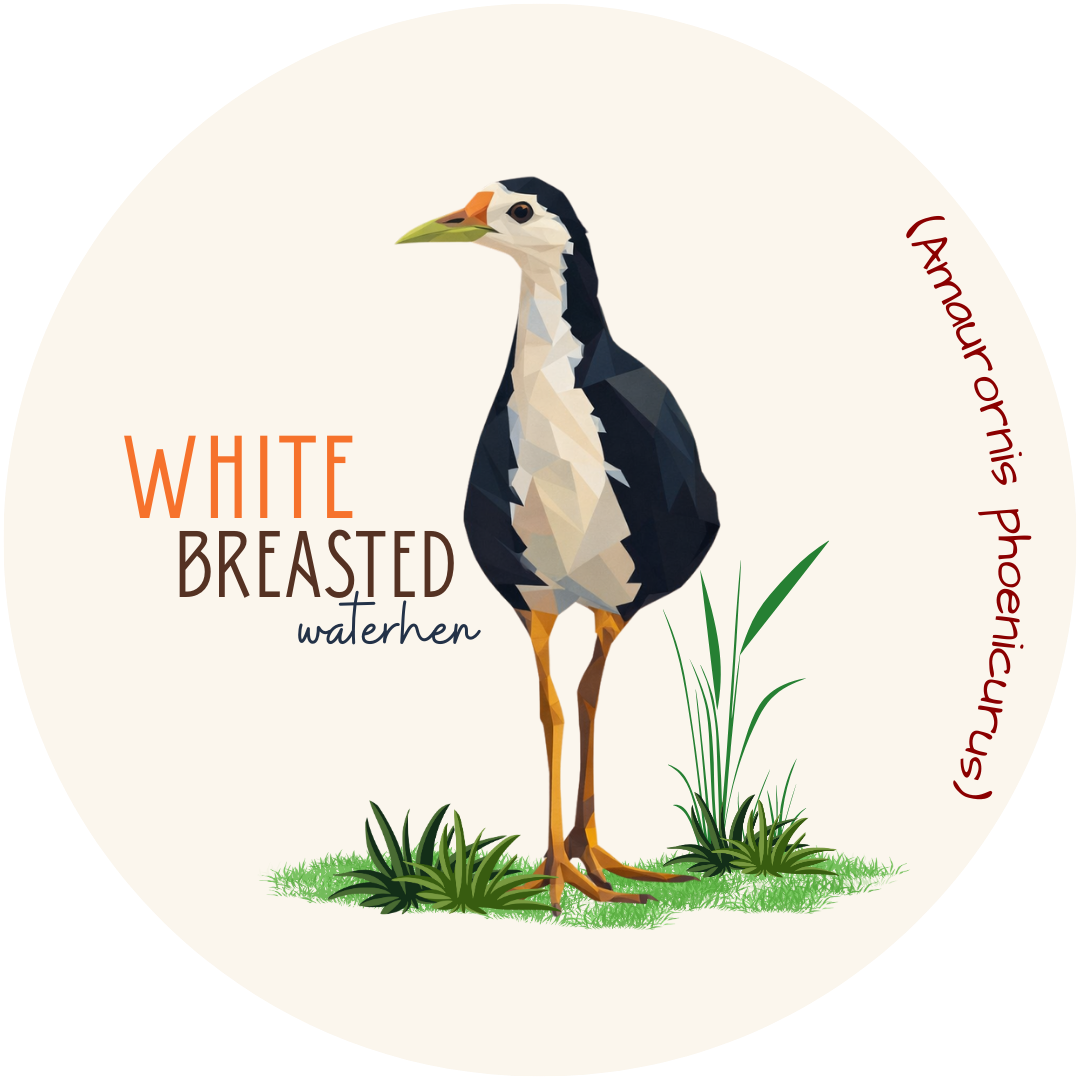 White-Breasted Waterhen Wildlife Badge bird pin 2