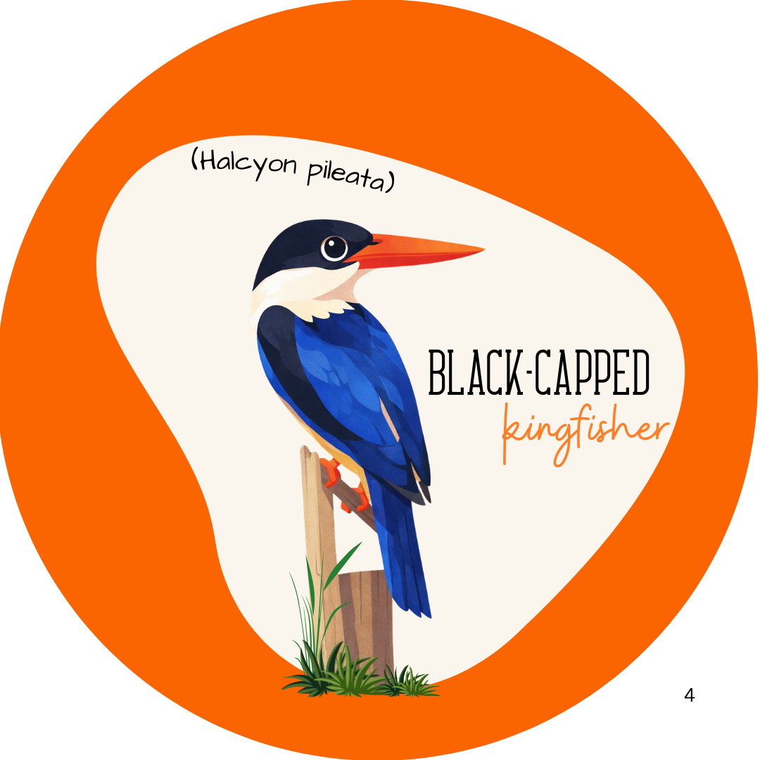 Black-capped Kingfisher Bird Keychain - Image 2