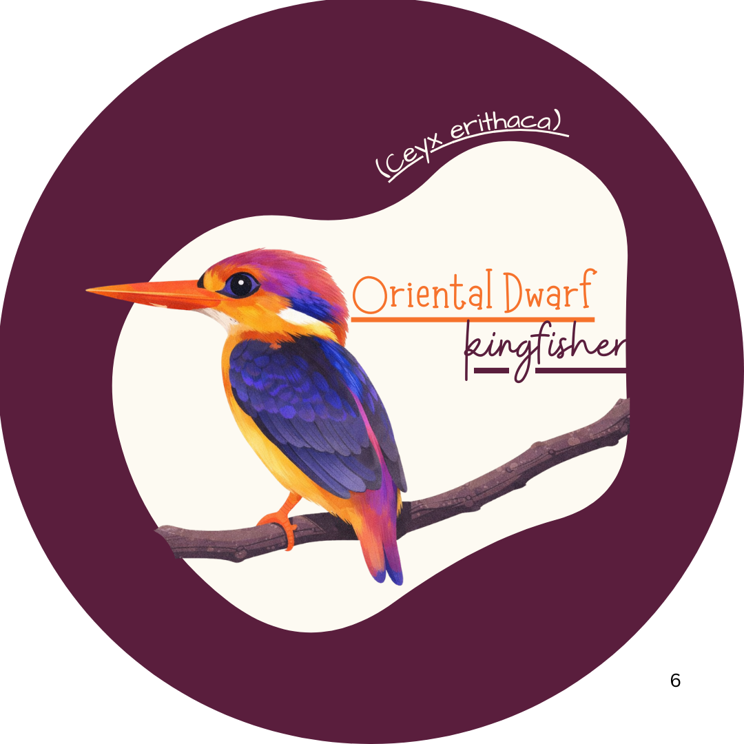 Oriental Dwarf Kingfisher Bird Keychain illustration 2