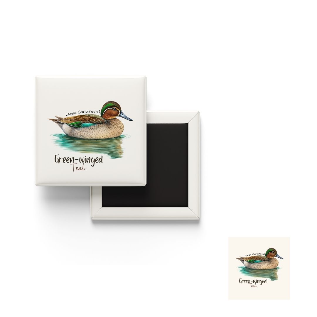 Green Winged Teal fridge magnet wildlife design