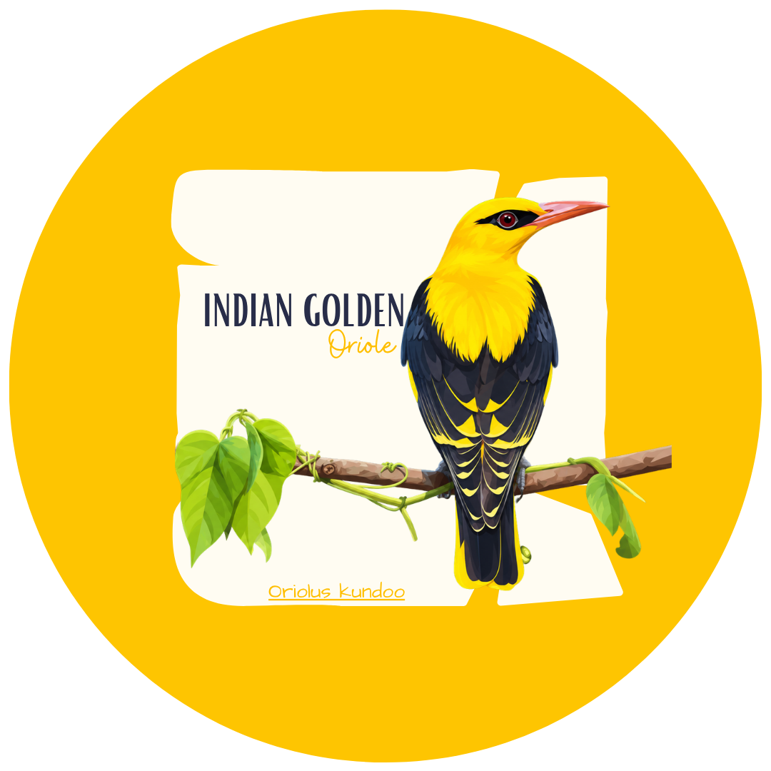 Indian Golden Oriole Bird Pin Badge - Image 2