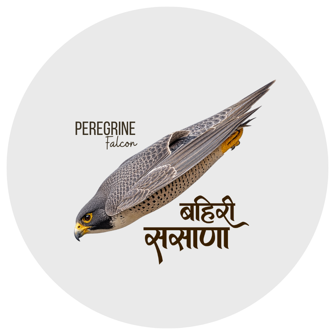 Peregrine Falcon Bird Pin Badge - Image 2