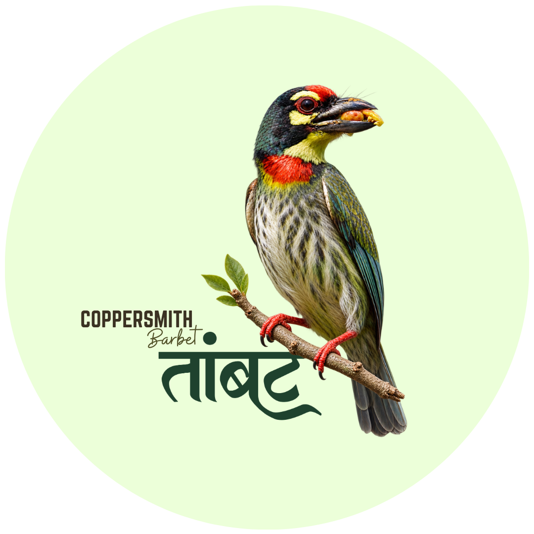 Coppersmith Barbet Bird Pin Badge - Image 2
