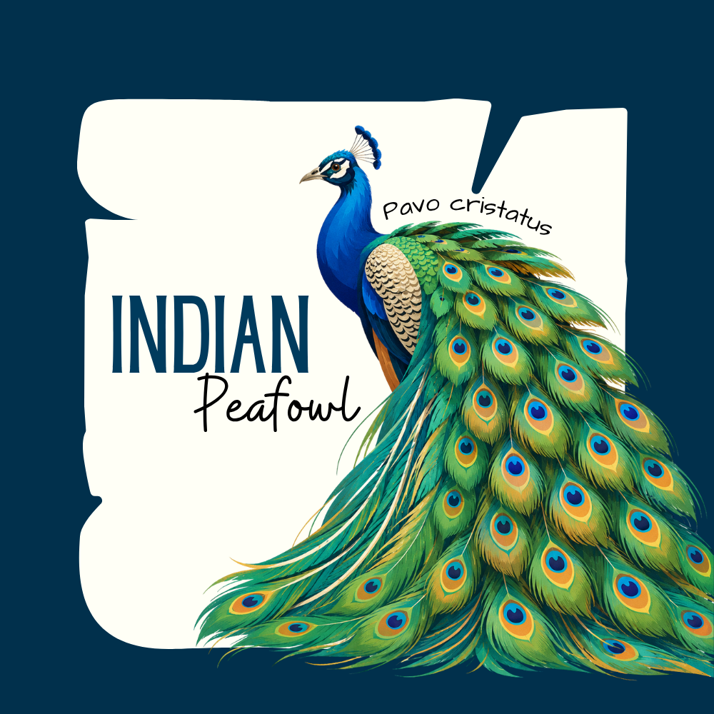 Indian Peafowl Fridge Magnet - Image 2